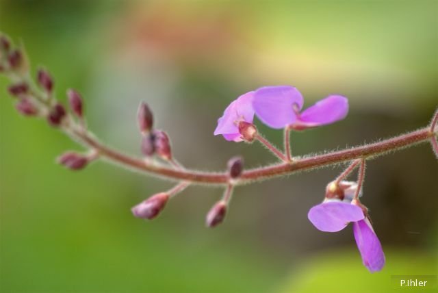 Plants with pink and purple bloom