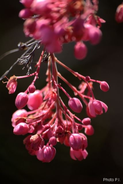 Plants with red bloom