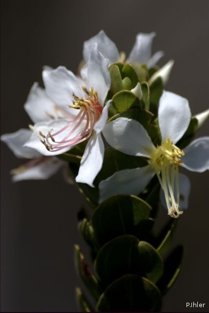 Plants with white bloom