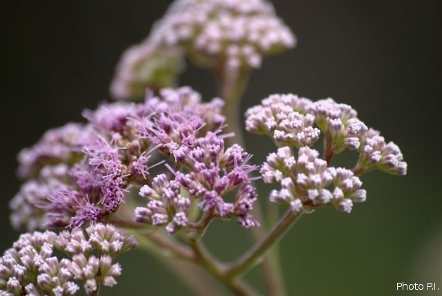 Plants with pink and purple bloom