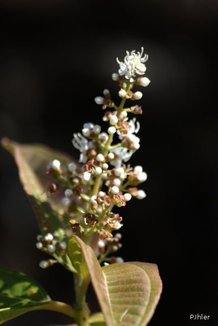 Plants with white bloom