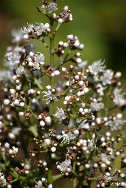 Plants with white bloom