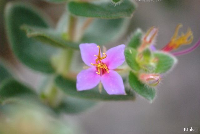 Plants with pink and purple bloom