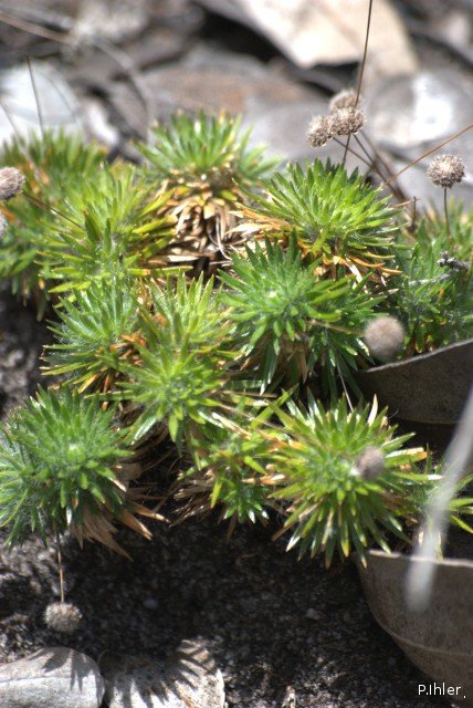Others specials plants