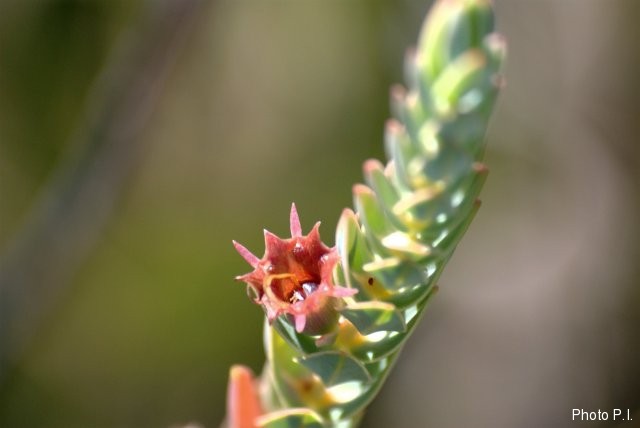 Plants with orange bloom