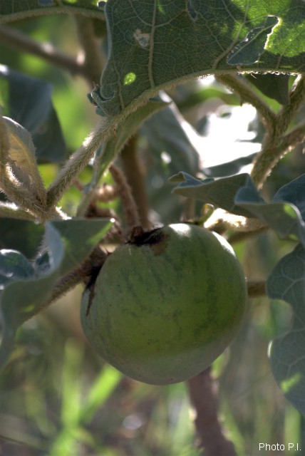 Fruits and seeds