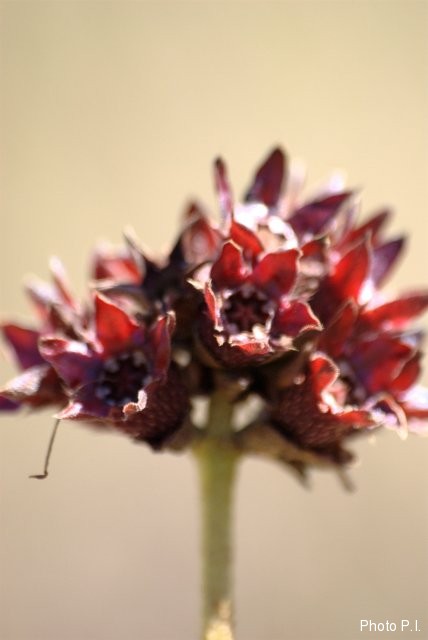 Plants with red bloom