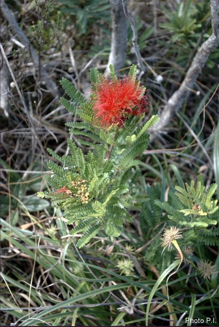 Plants with red bloom
