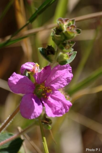 Plants with pink and purple bloom