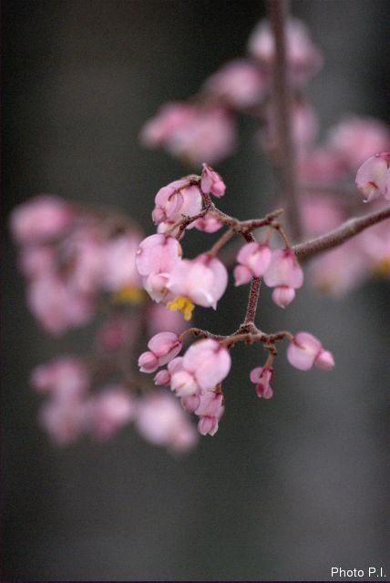 Plants with pink and purple bloom