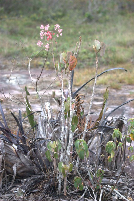 Plants with pink and purple bloom