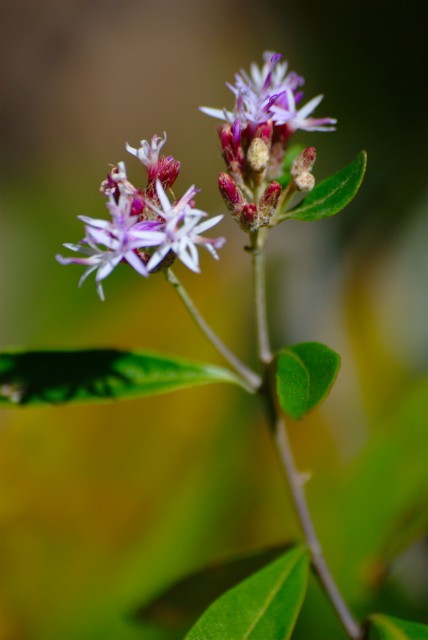 Plants with pink and purple bloom