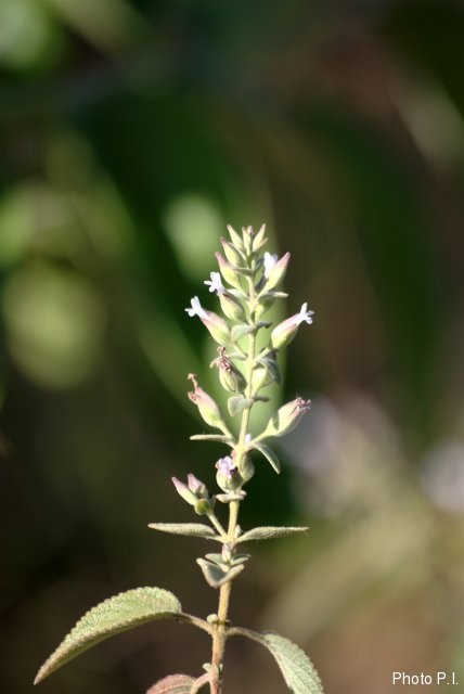 Plants with white bloom