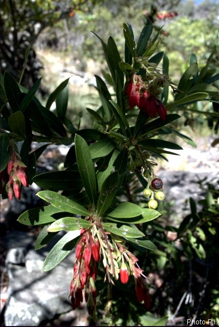 Plants with red bloom