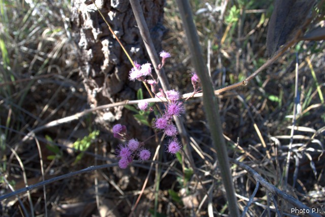 Plants with pink and purple bloom