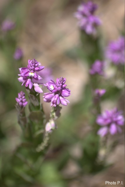 Plants with pink and purple bloom