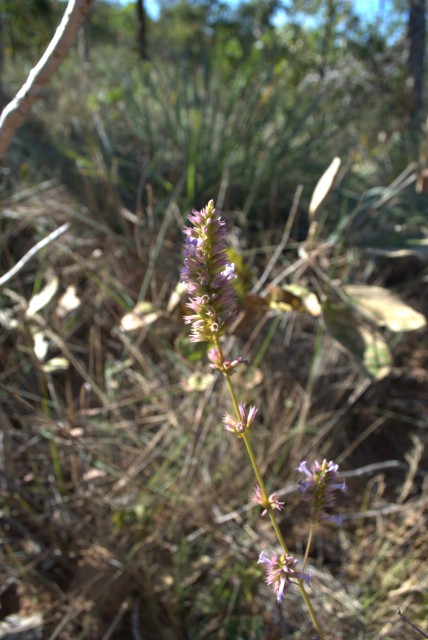 Plants with pink and purple bloom