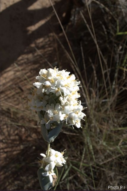 Plants with white bloom