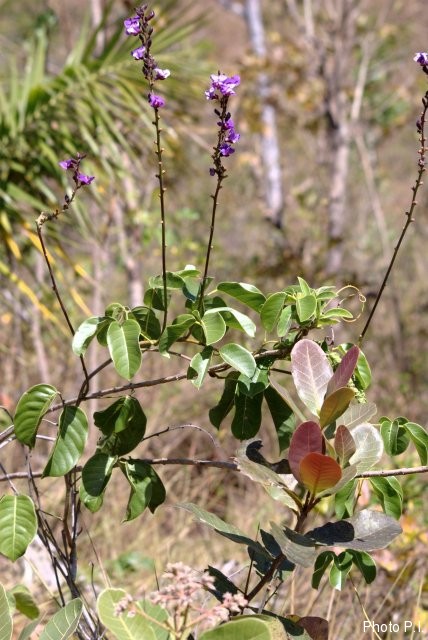 Plants with pink and purple bloom