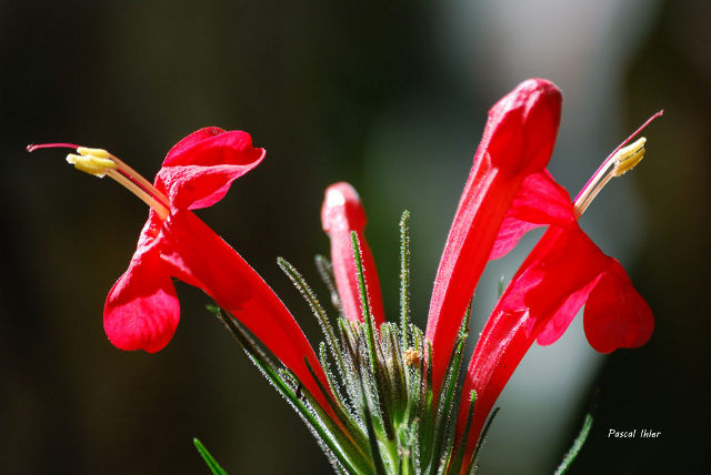 Plants with red bloom
