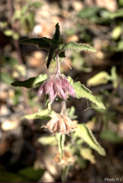 Plants with pink and purple bloom