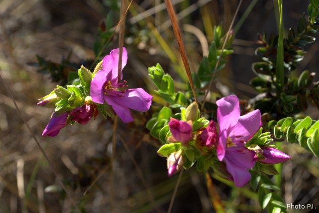 Plants with pink and purple bloom