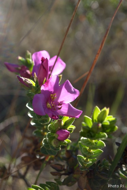 Plants with pink and purple bloom