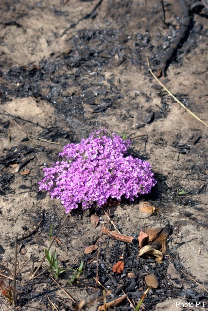 Plants with pink and purple bloom