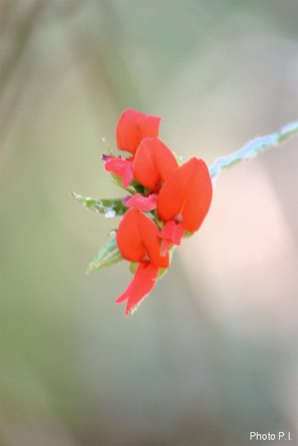 Plants with red bloom