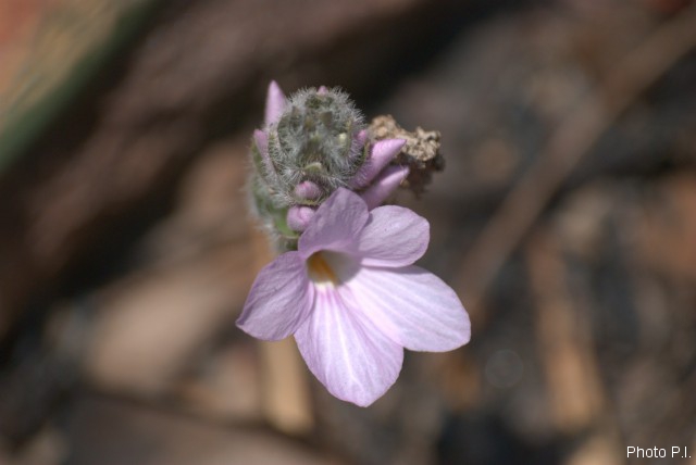 Plants with pink and purple bloom