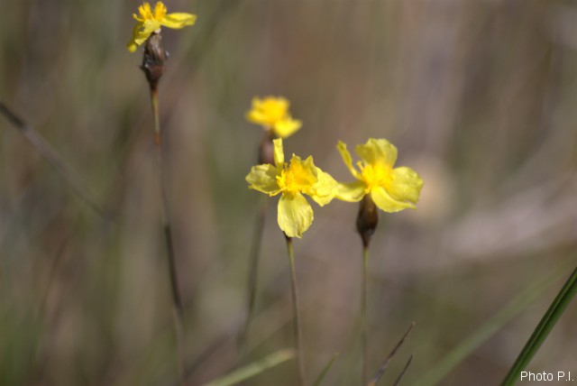 Plants with yellow and golden bloom