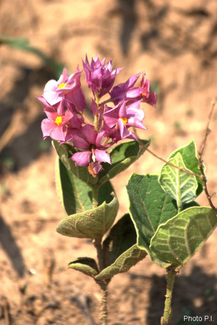 Plants with pink and purple bloom