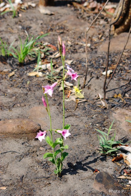 Plants with pink and purple bloom