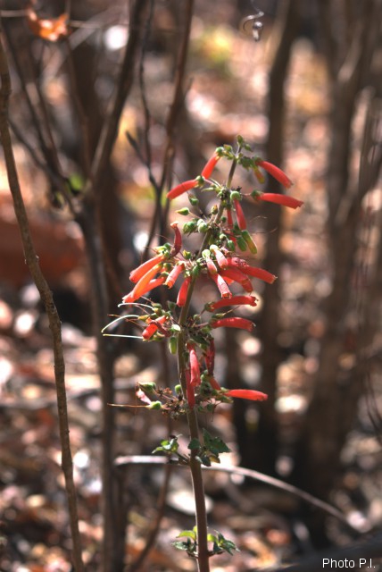 Plants with red bloom
