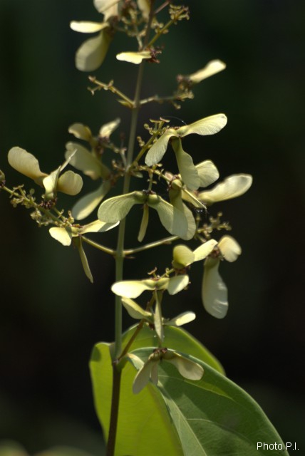 Plants with white bloom