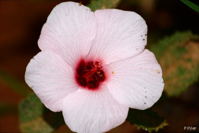 Plants with pink and purple bloom