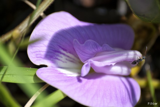 Plants with pink and purple bloom