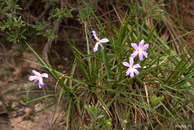 Plants with pink and purple bloom