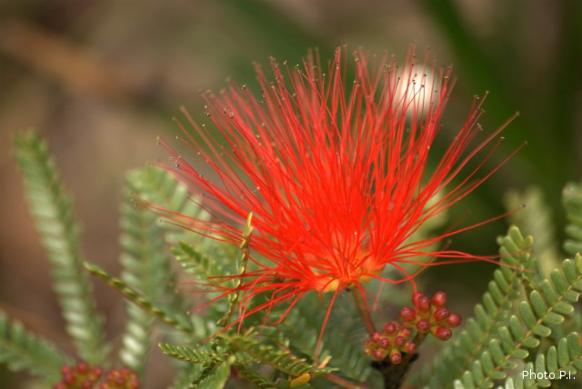 Plants with red bloom