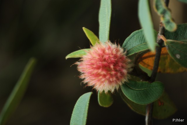 Plants with red bloom