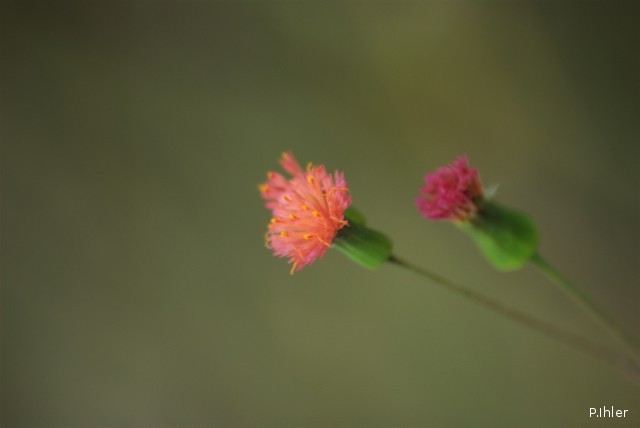 Plants with red bloom