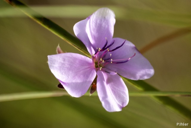 Plants with pink and purple bloom