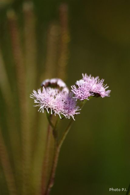 Plants with pink and purple bloom