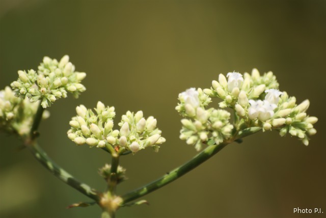 Plants with white bloom
