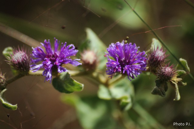 Plants with pink and purple bloom