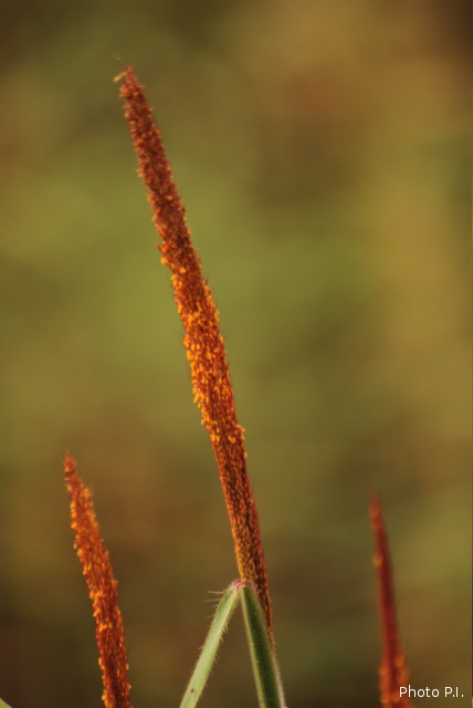 Photos of herbaceous or grasses plants type