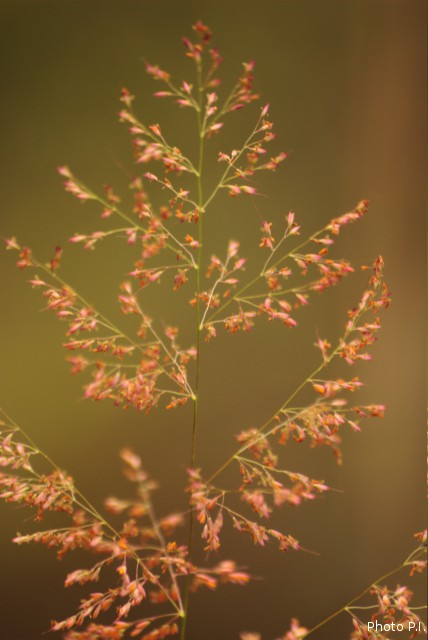 Photos of herbaceous or grasses plants type