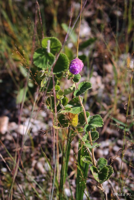 Plants with pink and purple bloom
