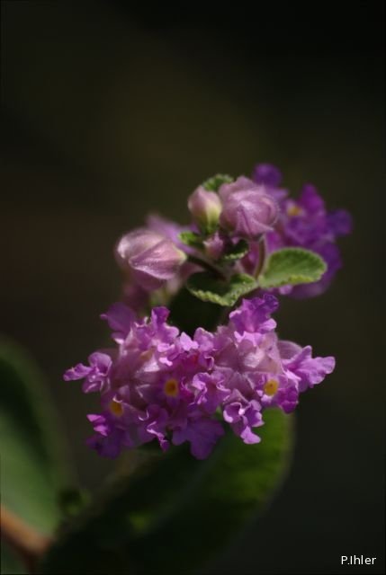 Plants with pink and purple bloom