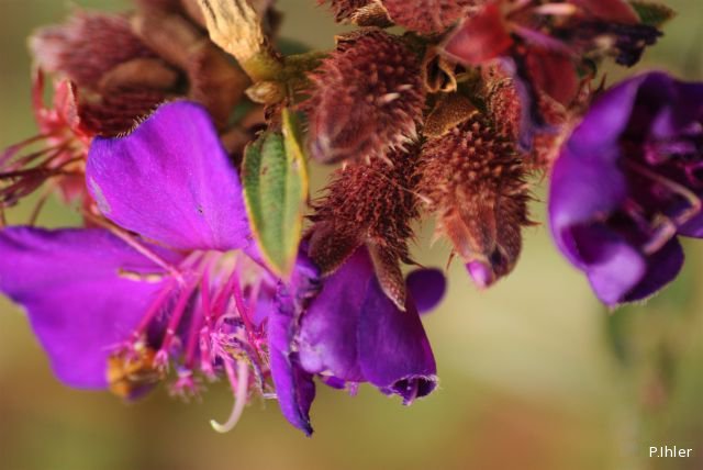 Plants with pink and purple bloom